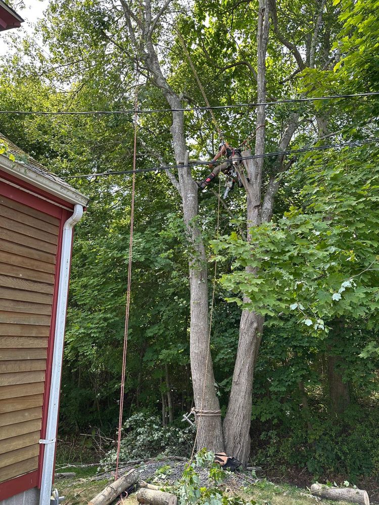 All Photos for Silver City Tree and Landscape in Taunton, MA