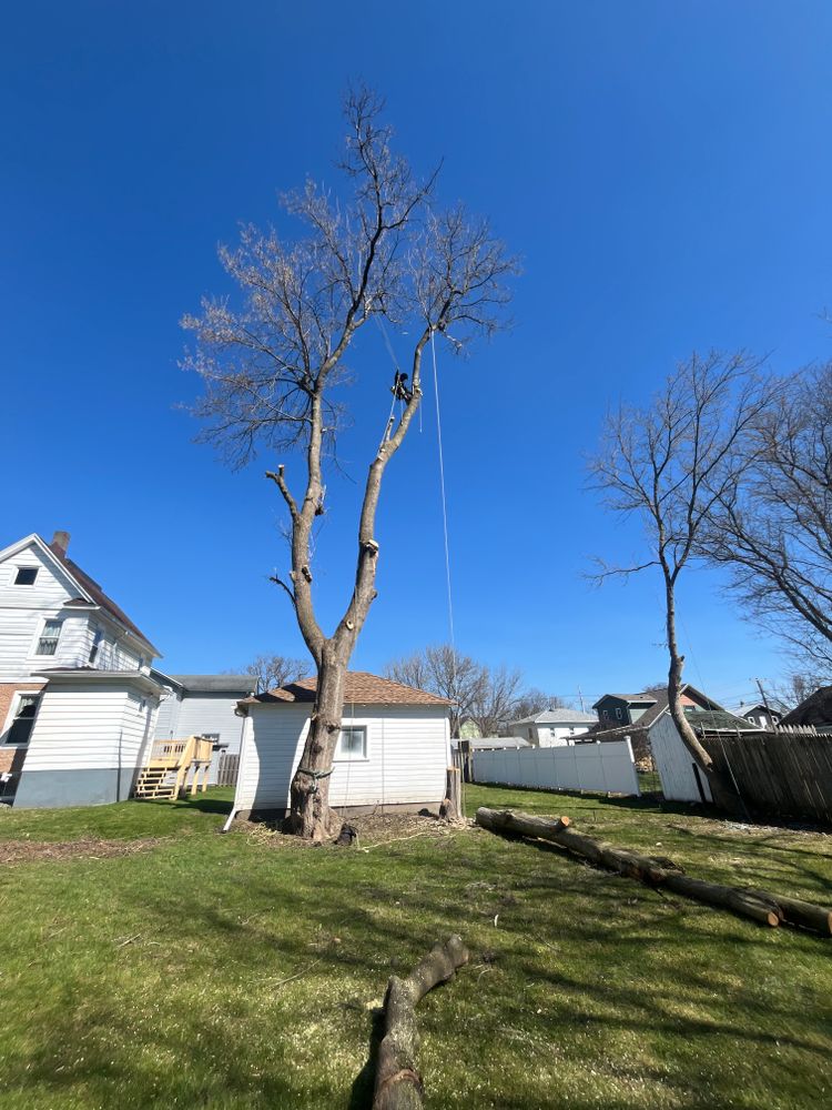 Tree Removal for Licensed to Cut Tree Service in Athens, PA