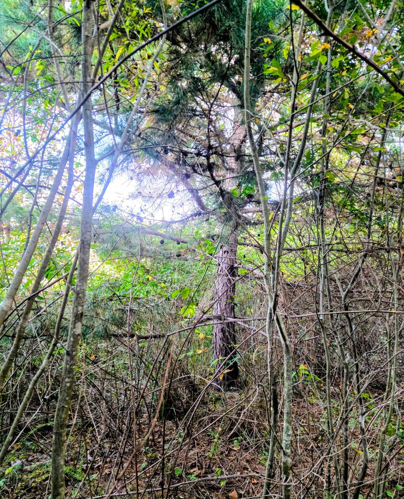 Clean ups and invasive plant management  for C4 TrueVision Renovations in Asheville, NC