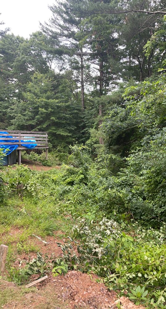 Shrub Trimming for Robery's Tree Service in West Wareham, MA