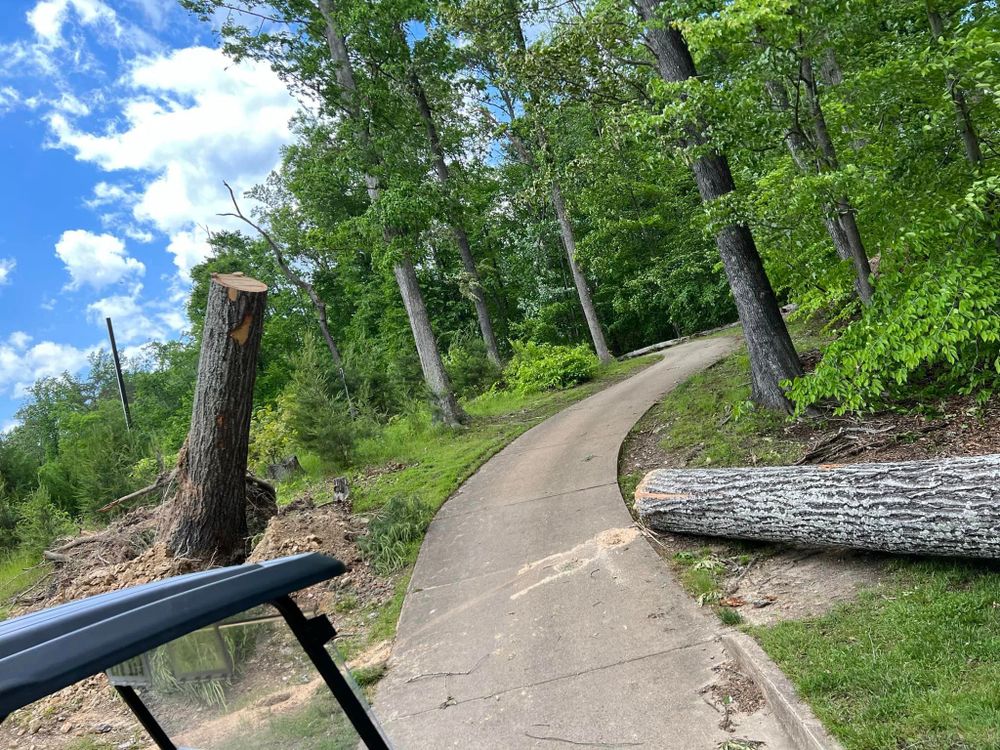 Tree Trimming and Removal for DIAZ TREE in Stafford, VA