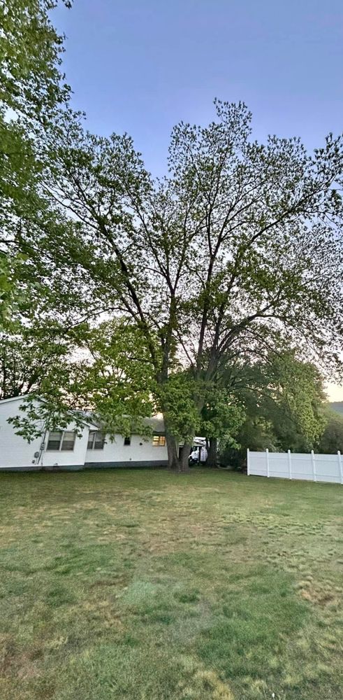 Tree Removal  for ABW Property Professionals in Hope Mills, NC