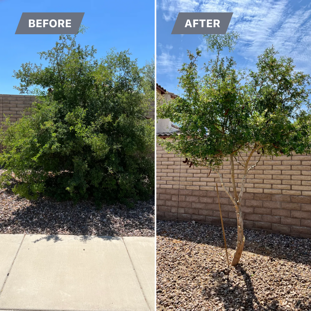 Topiary & Lawn Care for Grand Canyon State Landscape Inc. in Surprise, AZ