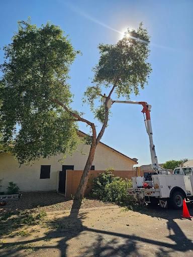 All Photos for T's Tree Service and Firewood in Apache Junction, AZ