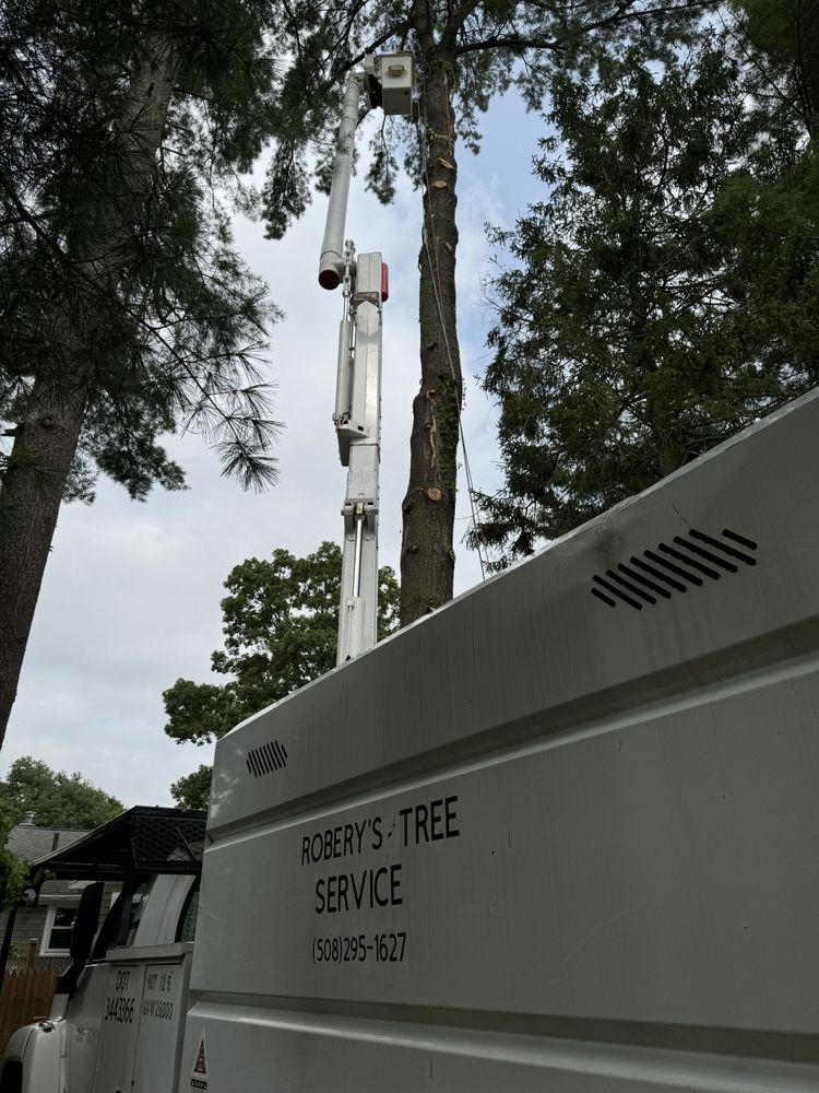 Tree Removal for Robery's Tree Service in West Wareham, MA
