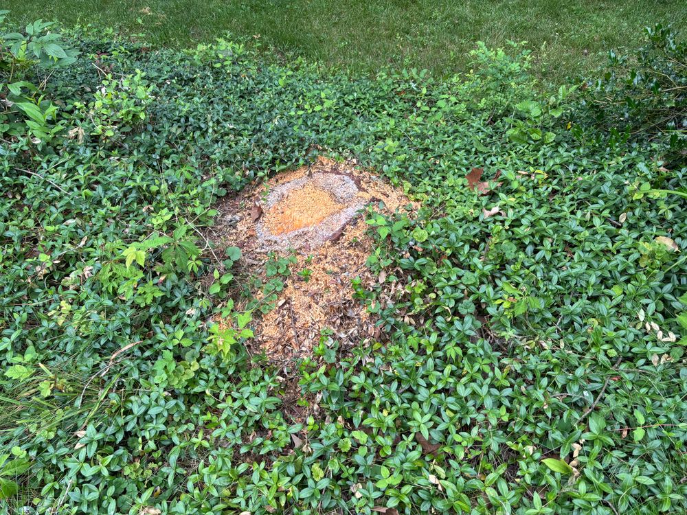 All Photos for Conrad's Stump Removal in Columbus, IN