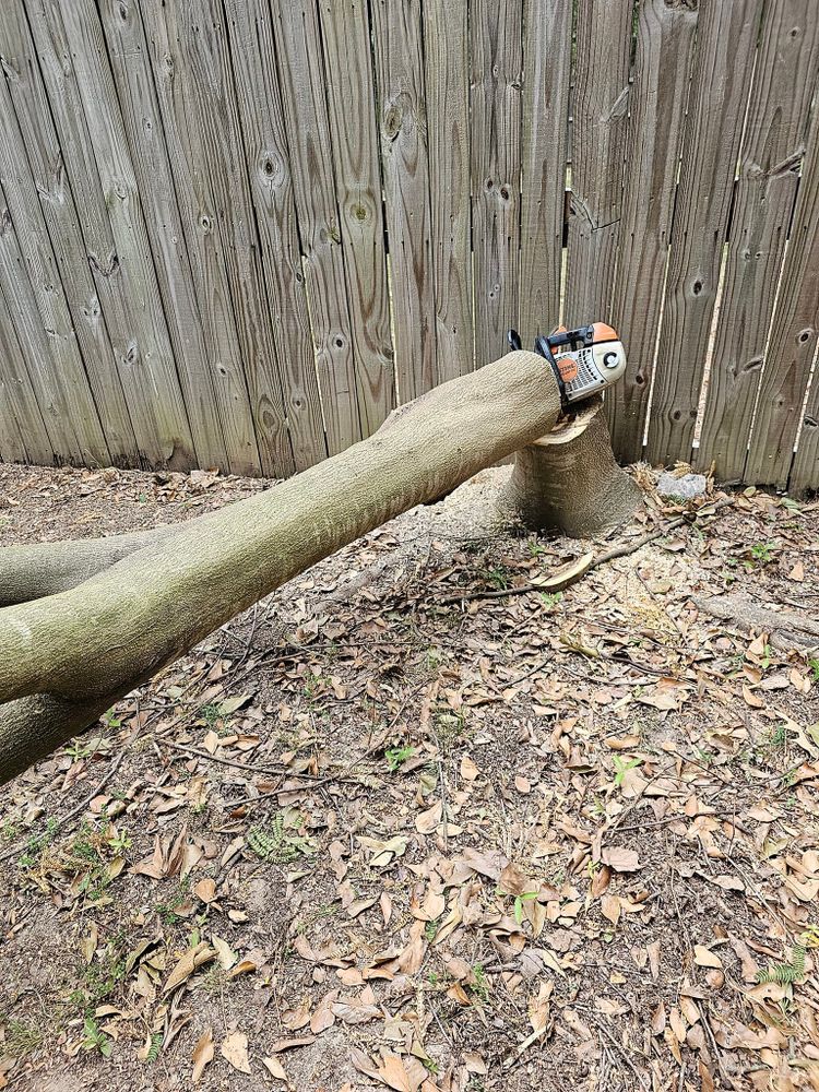 All Photos for Millers Tree Service in Saline County, AR