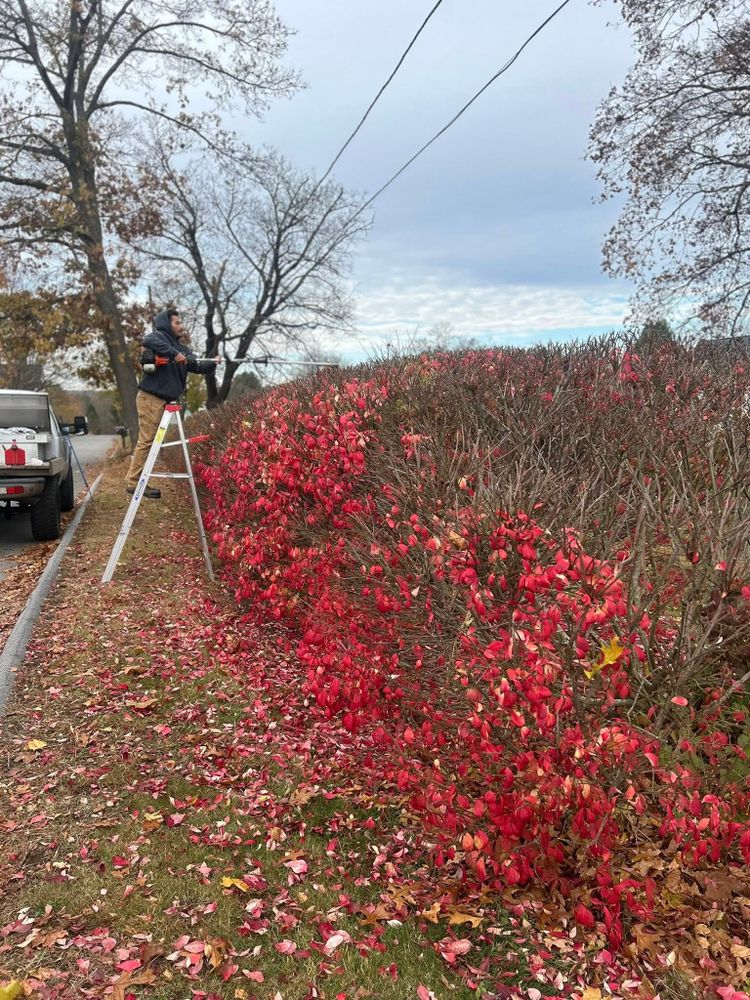 Enhance your outdoor spaces with our expert Tree & Shrub Care service, ensuring healthy growth, vibrant foliage, and effective pest control to beautify and protect your landscape all year round. for Harper’s Landscaping & Mowing in Ware, MA