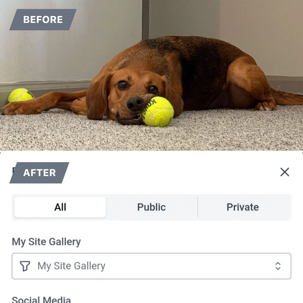 Explore our New iPhone Service, designed for seamless tree management. Schedule appointments, track service history, and receive instant updates—all from your iPhone for efficient care of your residential landscape. for Gallagher's Plastering in Covington, KY