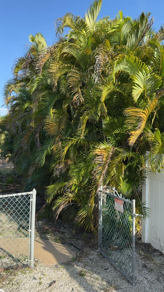 Tree Removal for Lemon Bay Tree Service  in Englewood, FL