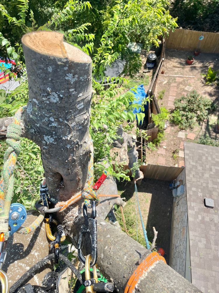 Tree climbing  for Z’s Trees LLC in Grey Forest, TX