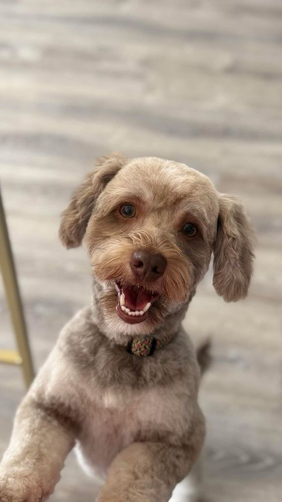 Services:
Deshedding Shampoo: $10
Pads and Sanitary (with Bath and Brush): $10
Flea Treatment: $10
Teeth cleaning: $5
Walk-in Nail Trim: $12 for Tails By The Lake Grooming in Branson West, MO