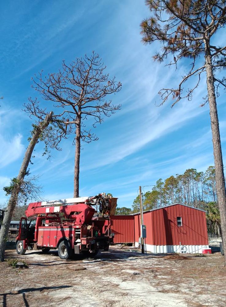 Our Tree Removal service offers safe, efficient removal of unwanted trees, ensuring minimal disruption to your property while enhancing safety and aesthetics. Trust our experts for reliable and thorough tree care. for Asbell's Tree & Land Services in Gilchrist County, FL