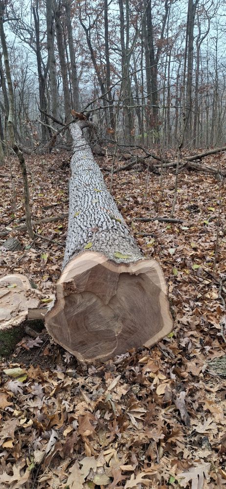 All Photos for God's Country Timber Management in Hillsdale, MI