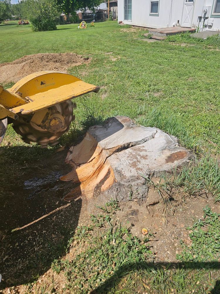 Our Stump Removal service efficiently eliminates unsightly stumps, enhancing your landscape’s beauty and safety. Trust our experts to carefully remove stumps, preventing regrowth and making way for new possibilities in your yard. for Langston Tree & Landscape in Canon City, CO