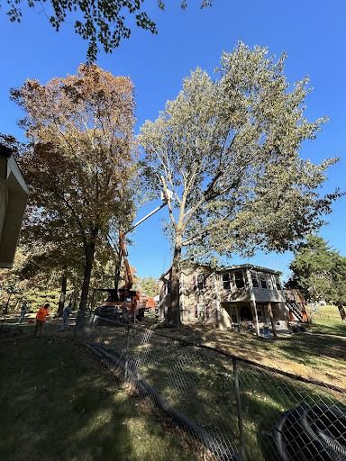 Tree Service for Transforming Landscaping & Tree Service in Bowling Green, KY