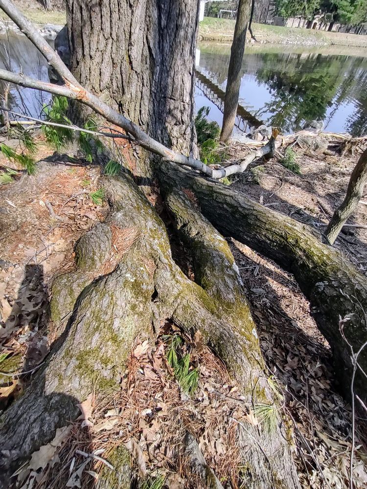 Tree Removal for A.M. Forestry LLC in Nekoosa, WI