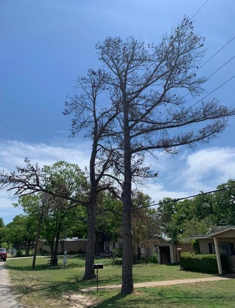 Tree Removal for Rollins Tree Service in Eastland, TX