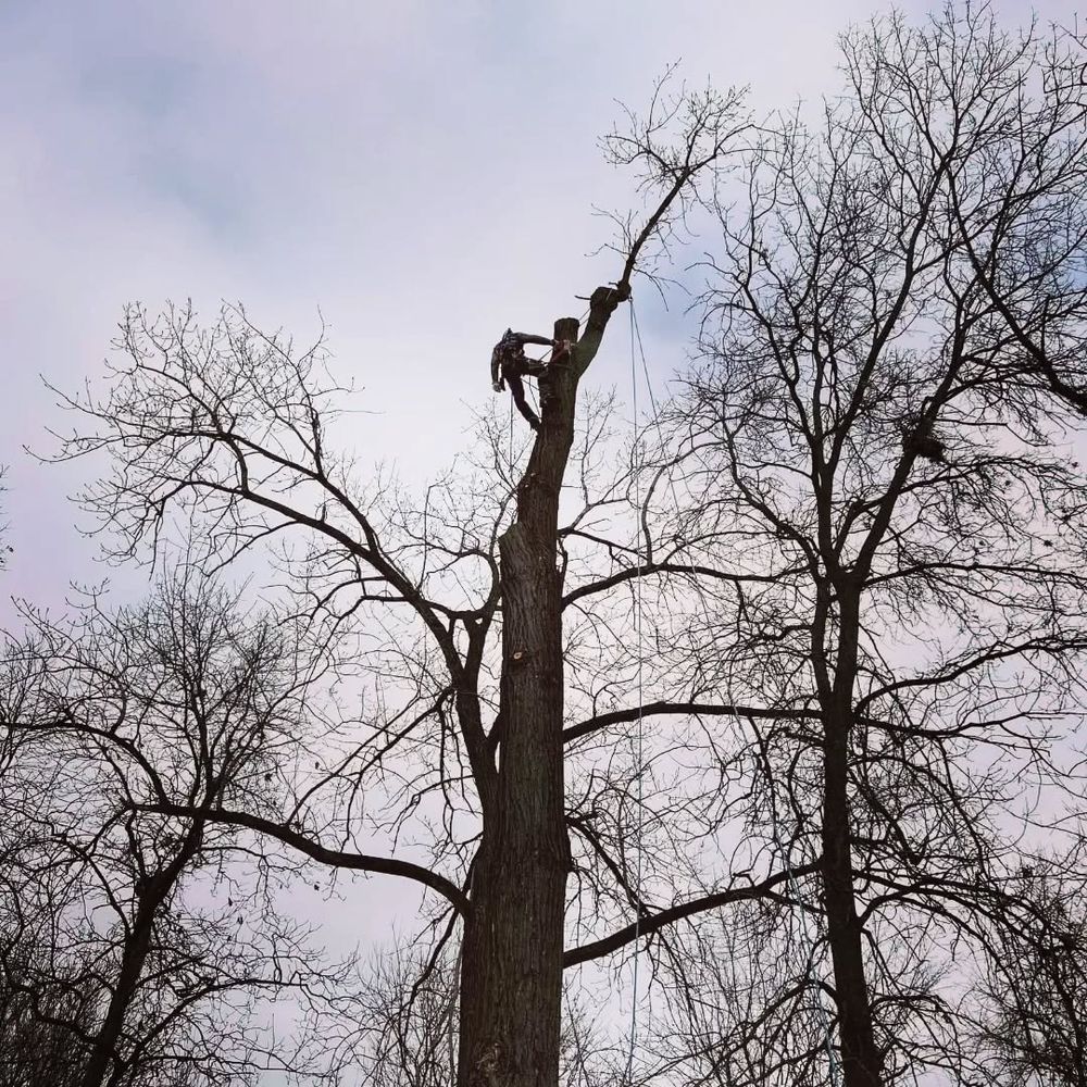 Tree Removal for Highborn Tree Service in Wheatfield, IN