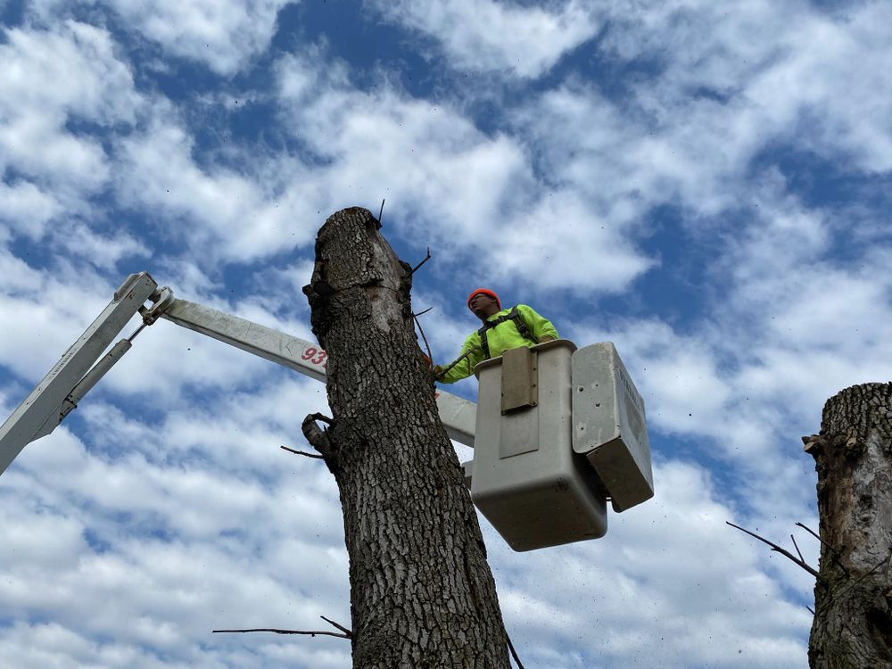 Pro Tree Trim & Removal, Llc team in Dayton, OH - people or person