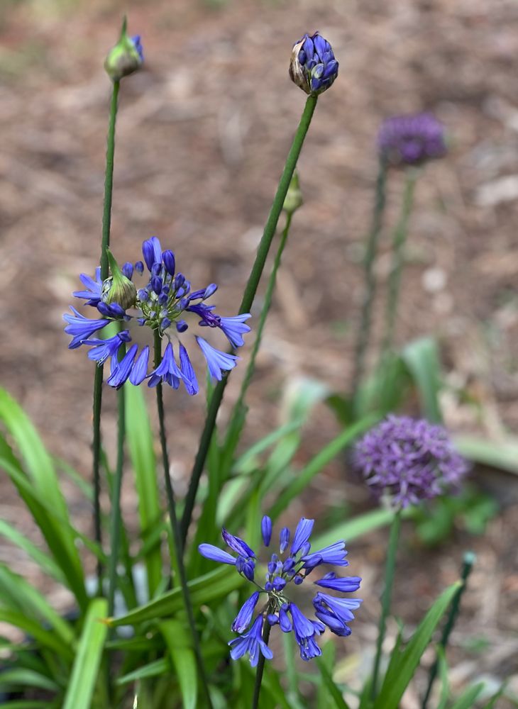All Photos for Christina King Landscape Design in Raleigh, NC