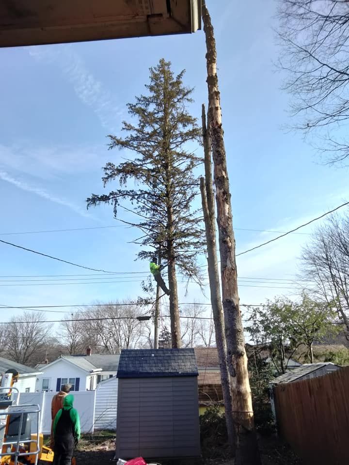 Tree Trimming for Billiter's Tree Service, LLC in Rootstown, Ohio