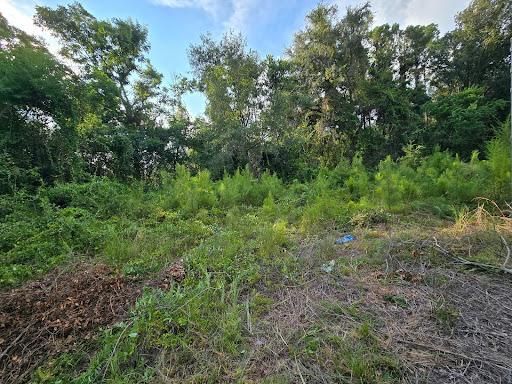 All Photos for Giles Land Management, LLC in Hahira, GA