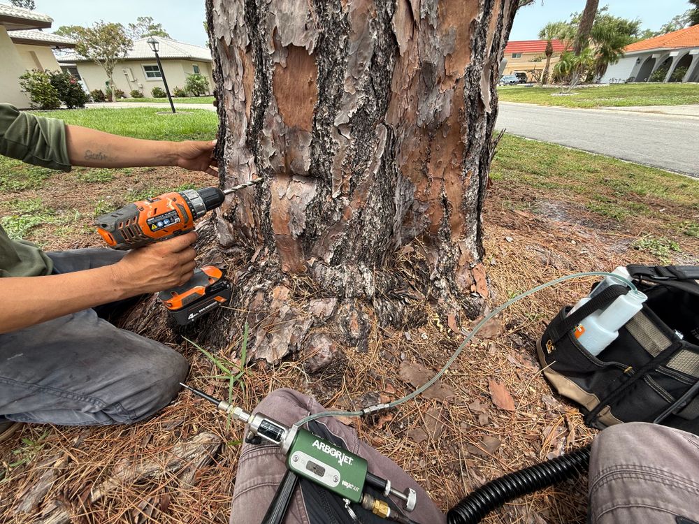 Enhance the health of your trees with our Tree/Palm Injections, designed to deliver essential nutrients directly into the tree's vascular system, promoting vitality and safeguarding against pests and diseases. ZERO runoff into ecosystem. for MX Trees LLC in Englewood, FL