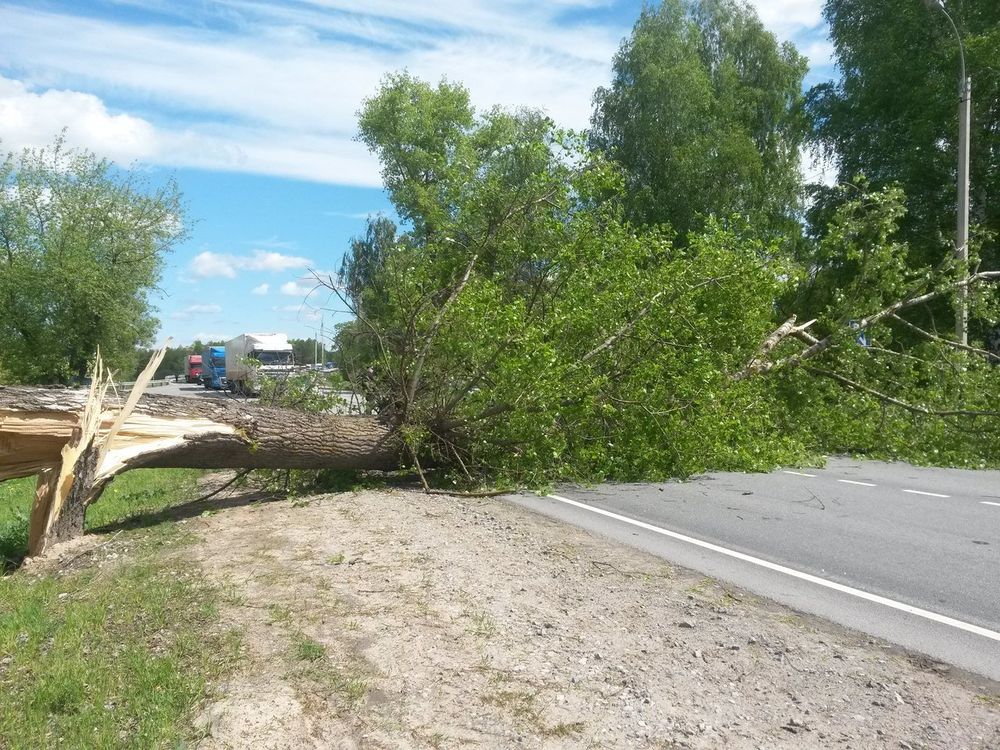Our Storm Clean Up & Removal service swiftly restores your property after severe weather, clearing debris and ensuring the safety and neatness of your landscape for a stress-free recovery. for Hale’s Hydroseeding in London, KY