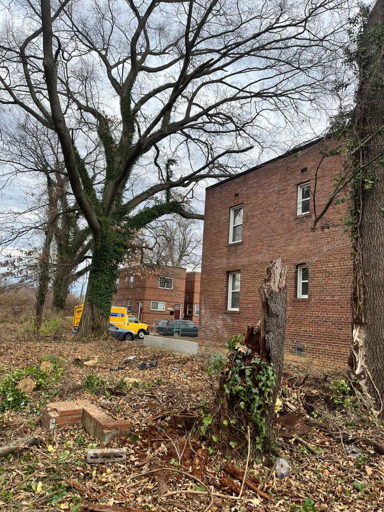 Tree Removal for Lux Arbor Tree Services in Harrisonburg, VA