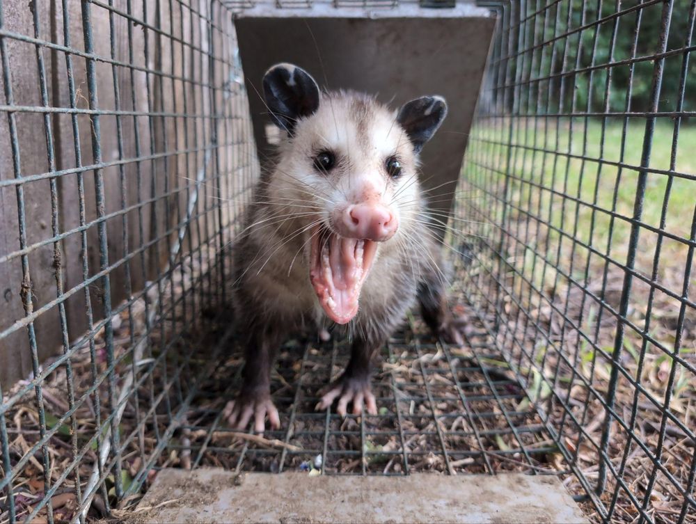 All Photos for Topper's Wildlife Removal in Garland, TX