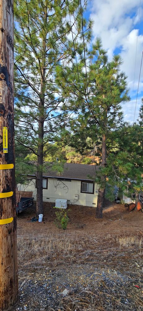 All Photos for George Staddan's Professional Tree Care in Placerville, CA