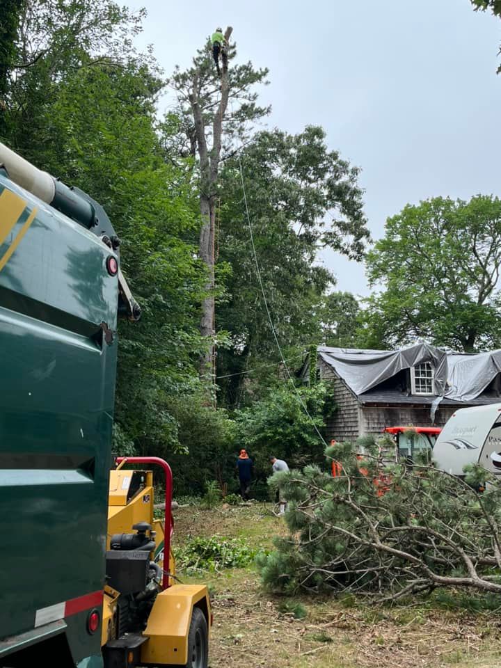 All Photos for Native Roots Tree Service in Falmouth, MA