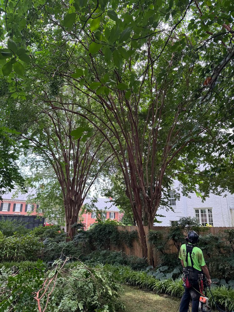 All Photos for Rawls Tree Care in Richmond, VA