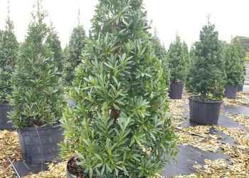 All Photos for Cunningham's Lawn & Landscaping LLC in Daytona Beach, Florida