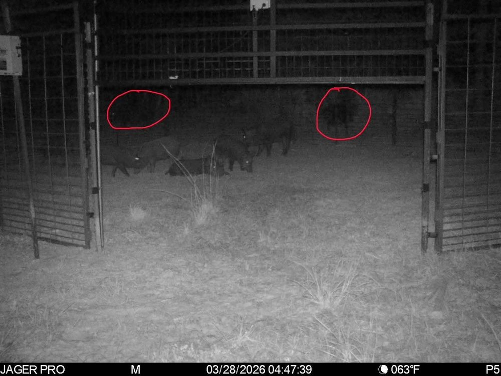 All Photos for Havoc Hog Control in Molino, FL