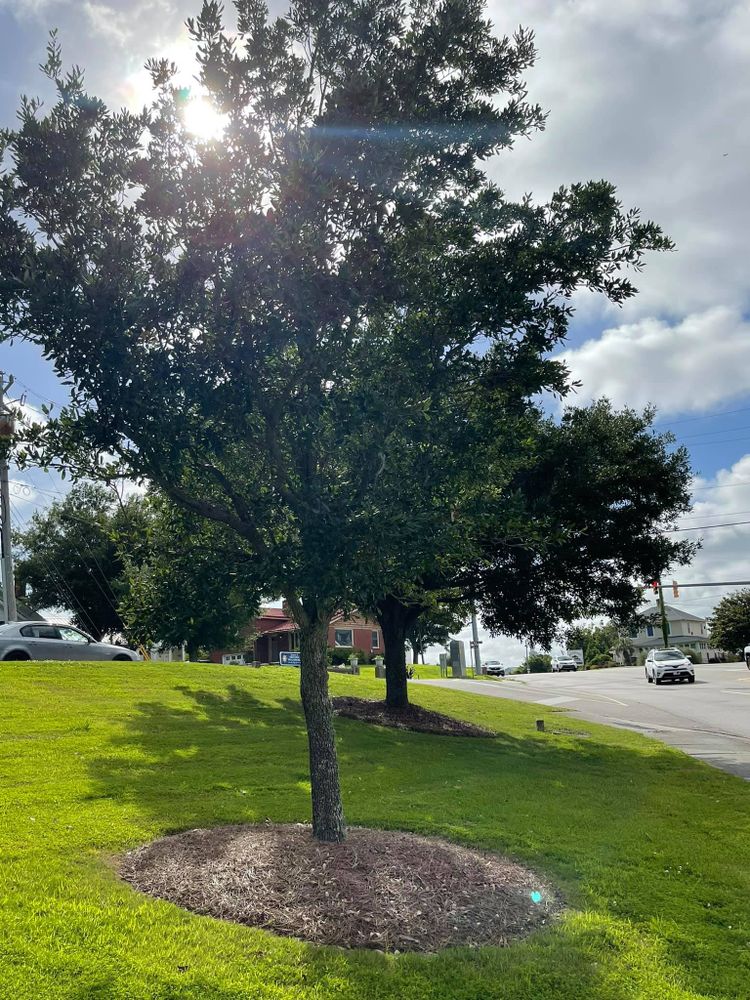 Our Pruning service helps keep your trees looking neat and healthy with expertly trimmed branches. Professional care ensures your plants look their best! for A&A Property Maintenance in Jacksonville, NC