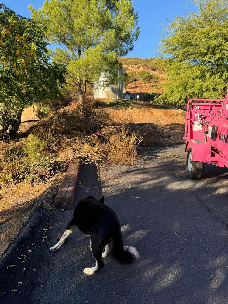 Property Clean Up for The Tree Fairy in Temecula, CA