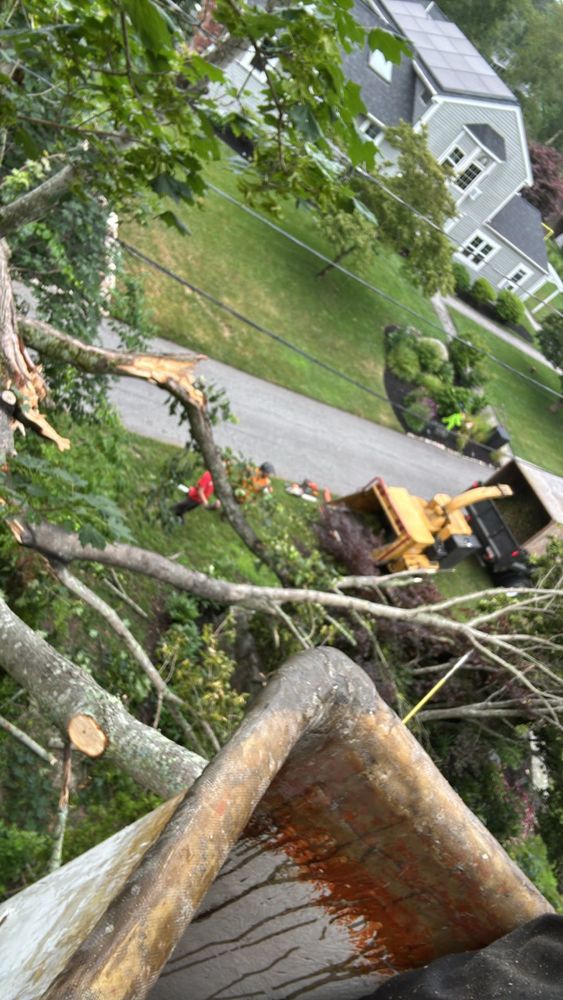 Tree Removal for Dwights Tree Service LLC in Middleborough, MA