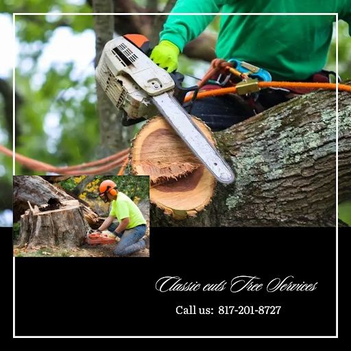 All Photos for Classic cut tree trimming and removal in Arlington, TX