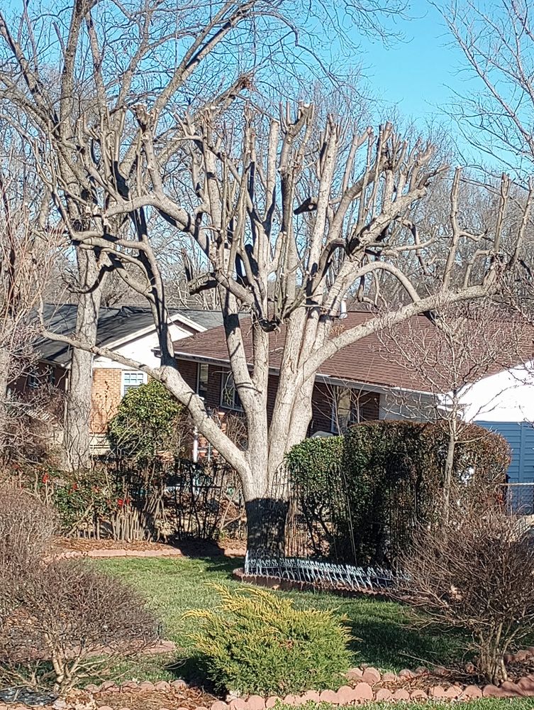 All Photos for The Webster Tree Service in Danville, VA