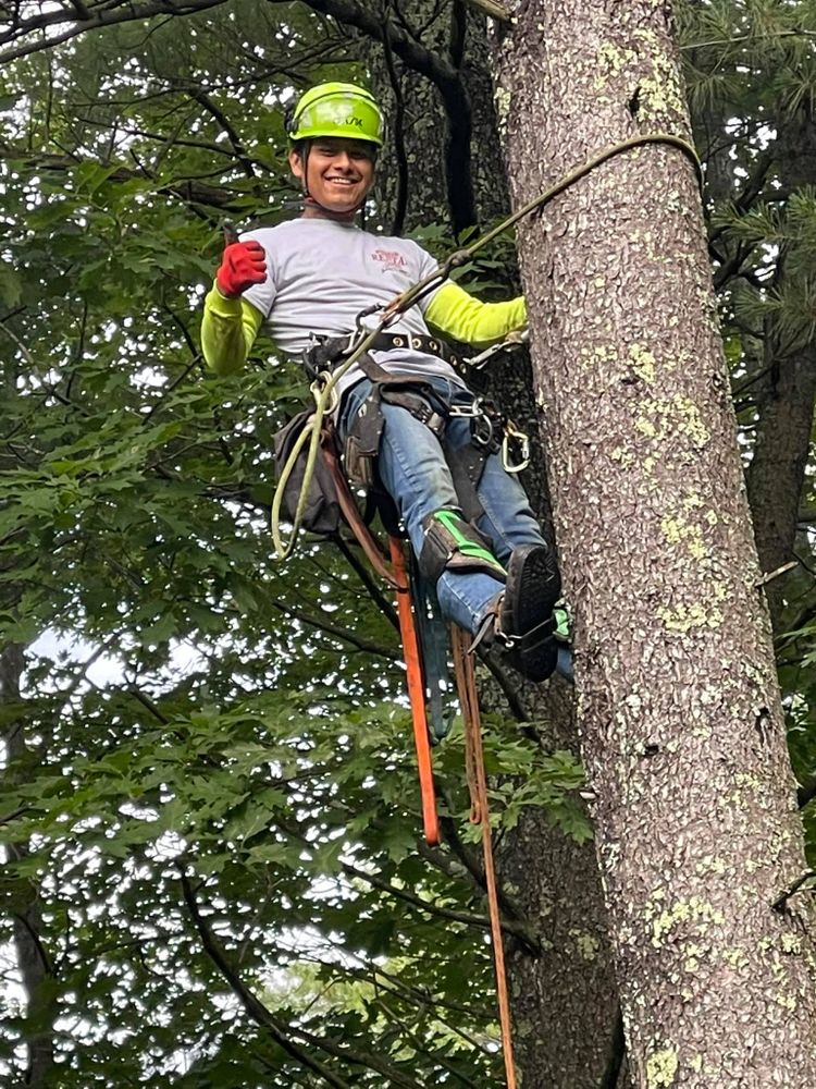 All Photos for Green In Green Out Tree Services in Westbrook, ME