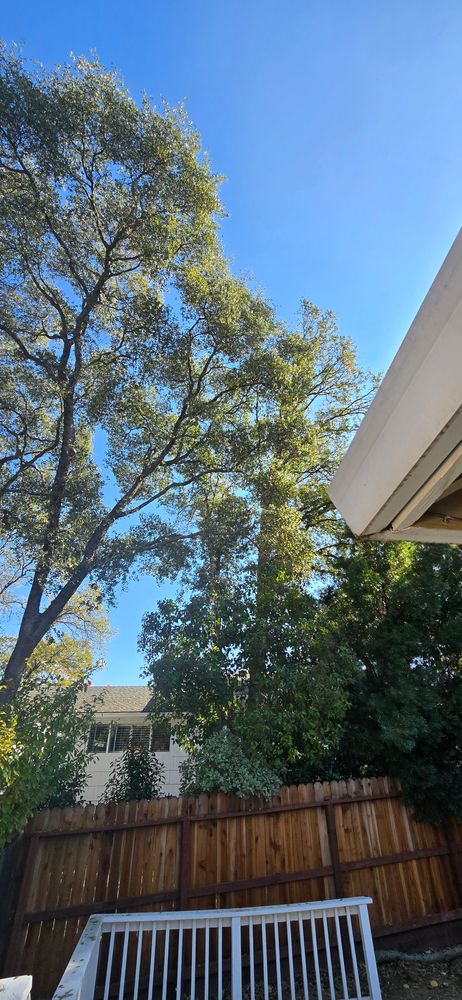 All Photos for George Staddan's Professional Tree Care in Placerville, CA