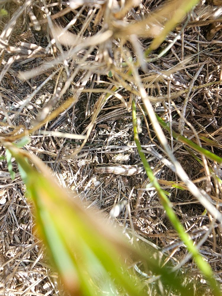 Army Worms for Terra Bites Lawn Service in Jefferson, GA