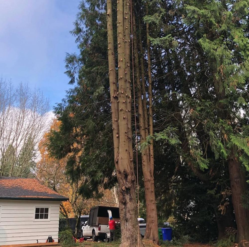 All Photos for Rs lawn Care llc in Beavertown, OR