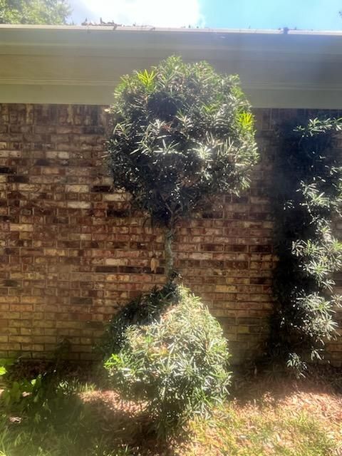 All Photos for All-Star Lawn Care & Soft Washing in Mobile, AL