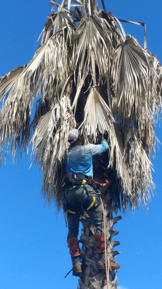 Tree climbing  for Z’s Trees LLC in Grey Forest, TX