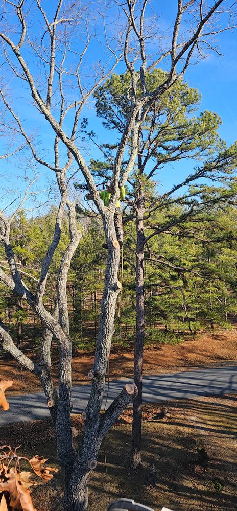 All Photos for Hamlett Tree Service LLC in Clover, VA