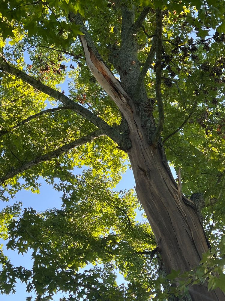All Photos for Brooks Tree Service in Casar, NC