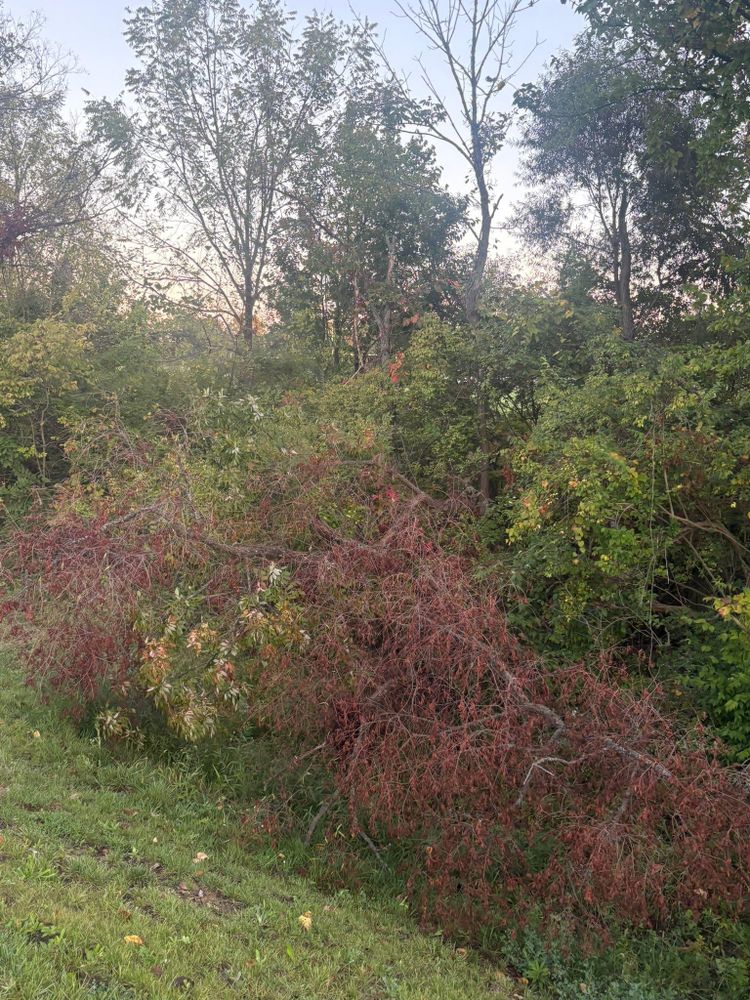 All Photos for Dig-It Tree Company in Mason, OH